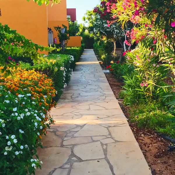 back garden